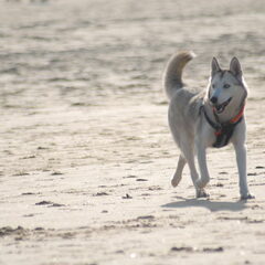 Op het strand bij huis.