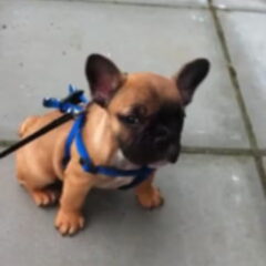 Bowie 8 weken, eerste wandelingetje