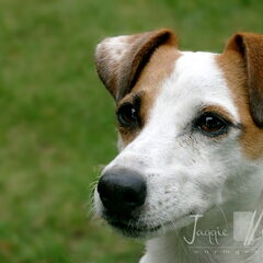 Jagger was een superhondje, altijd actief, rennen, draven…