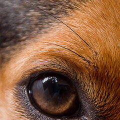 Ik ben gek op de ogen van honden. Ze vertellen je de…
