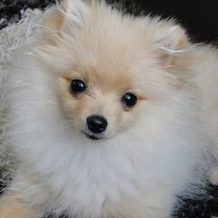 onze foto model.