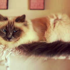 Minou