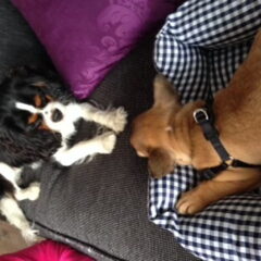 Bowie met Meneer