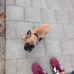 Wandelen