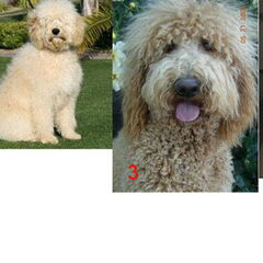 wie is de echte Austalische Multigen labradoodle? Je ziet…