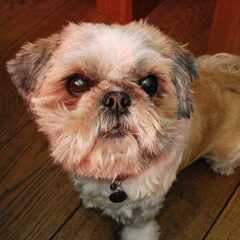 Dit sammy onze shih tzu.