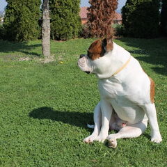 Diesel zit op z'n gat in de tuin...