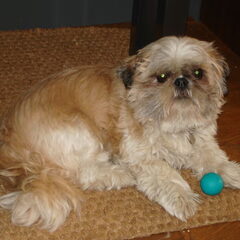 Sammy is een shih tzu. Haar stamboom naam is shakira maar…