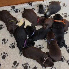 Eerste kennismaking met de labrador pups? De pups zijn hier…