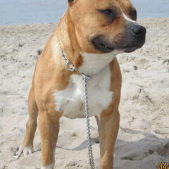 King :)