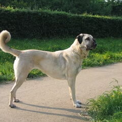 Dit is een foto van onze Pebbles, terwijl ze 3 weken…