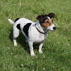 Bink, mijn lieve Jack russel reu! Naast mij leader of the…