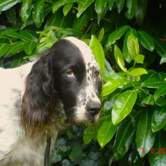 Onze lieve schat Swing.15-06-2008 /09-08-2014