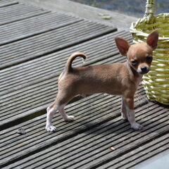 Onze stoere miniman