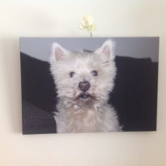 Mijn liefste hondje Bobby 1998-2014
