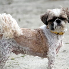 Boy: Geb. 10 sept. 2004. Boy is een heel rustig, lief…