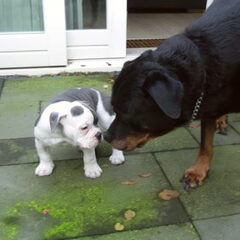 Eerste kennismaking