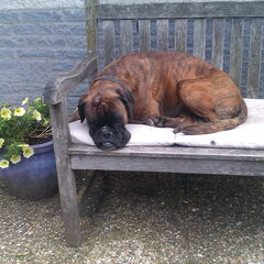 Boran op het tuinbankje.