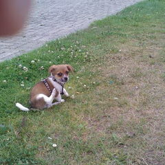 Mijn kleine speelgoedhondje.