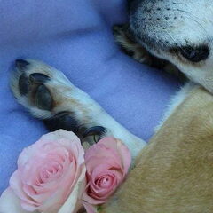 If love could have saved you, you would have lived forever