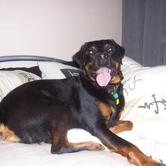 ik ben Maxx, een 6 jr oude Reu kruising Rottweiler/Labrador…