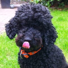 Lily met haar WK-halsbandje. :)