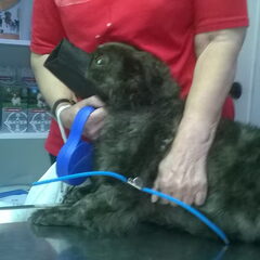 boomer is hij wel een hond ...??? of een katje dat je niet…