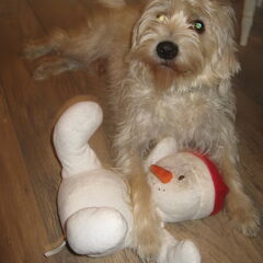 me and my muppet