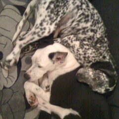 zo slapen de doggy's samen. of op elkaar of tegen elkaar