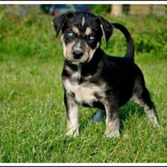 Veyron als puppy, ongeveer 1maand oud, ik was meteen…