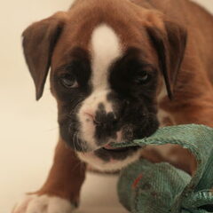 Boxer puppie gefotografeerd bij fokke "van de Munnickhof"…