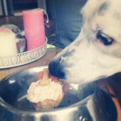 Momo was jarig dus kreeg hij een hondvriendelijke cupcake