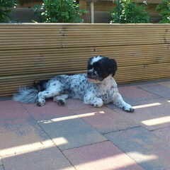 Dit is Dora, onze Boomer. Dora is 8 jaar.Haar hobby's zijn…