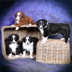 bij de fotograaf geweest vonden de border collie pups wel…