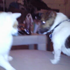 qoucha met pluisje onze poes