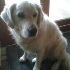 Amber 9jaar