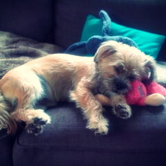 Aan het herstellen na z'n cherry eye operatie..