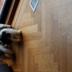 Spikey en brody na lekker samen te hebben gespeeld