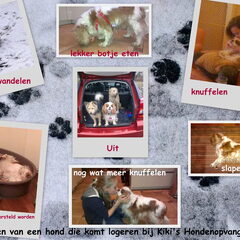 honden bij hondenopvang naarden/oppas in huiselijke kring