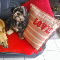 Onze Luca (vast logeetje) en Sisi very in Love....