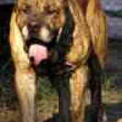 dogo canario max validus