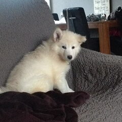 Mijn Malamute van 9 weken oud