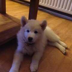 Onze Malamute van 9 weken oud