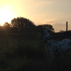 Sooki bij sunrise