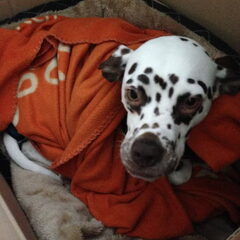 Sooki moest rustig blijven :) dan zetten we ze wel in een…
