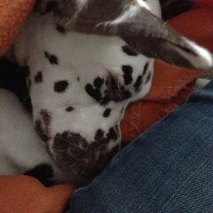 sleepy Sooki