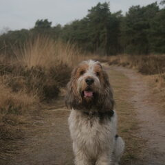 Dit is mijn hond beaugeay het is een grand basset griffon…