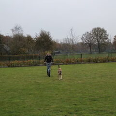 Steppen met Bram in de eigen wei!