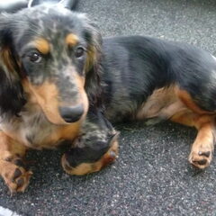 Onze Marley, een langharige teckel in wording!