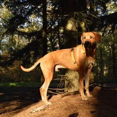 in het bos